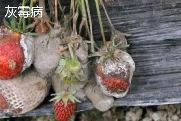 大棚草莓为什么烂果，主要原因是田间积水、发生病害