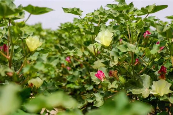 棉花初花期的田间管理工作，根据苗情施加“搭架肥”