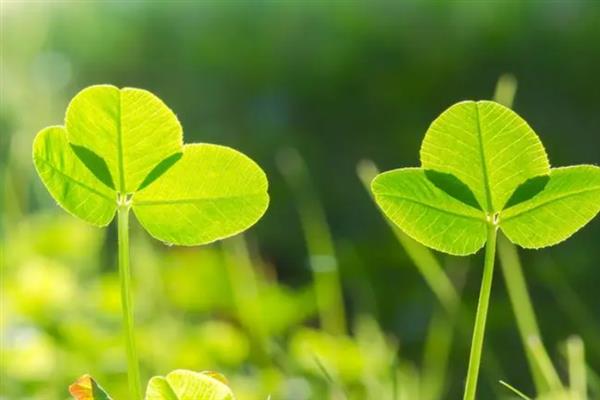 三叶草和金花菜有什么区别，科属、茎干和叶子均不同