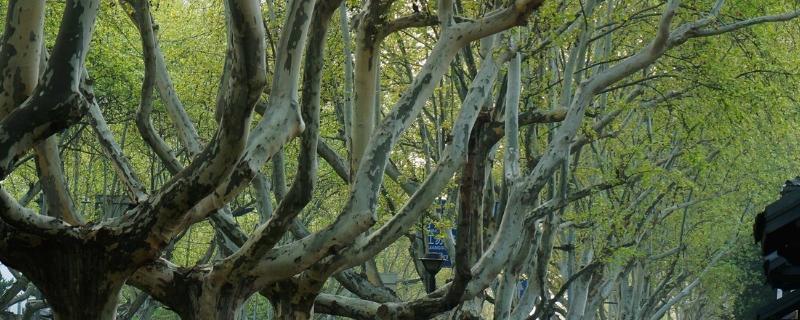 现在种植什么树能赚钱，可种植彩叶树种、乔木类等