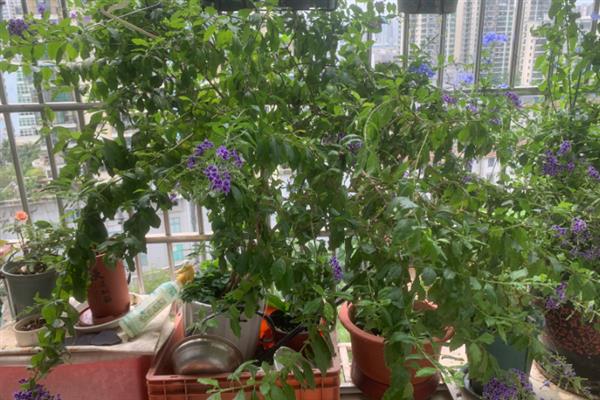 金露花的耐寒温度，可耐寒零度