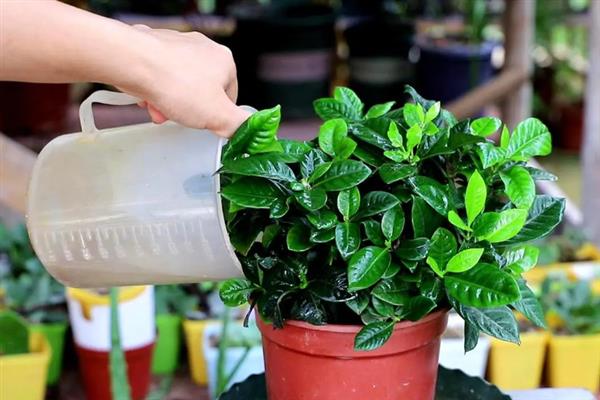 栀子花的水养方法，每隔2-3天换一次水