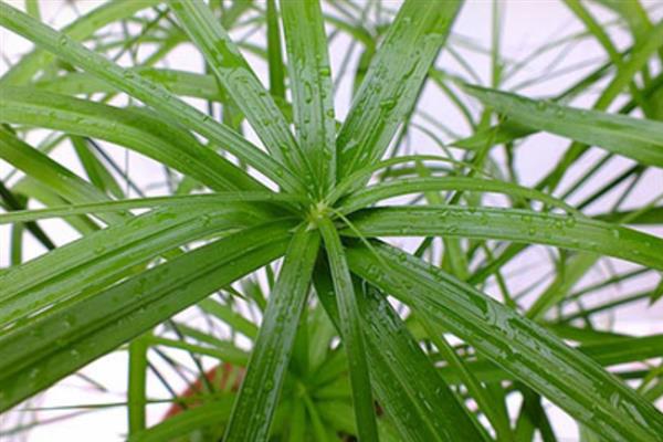 伞竹的水培方法，需要每隔三天更换一次清水
