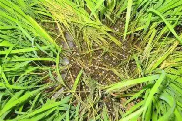 种植水稻的方法，播种育秧后再栽插至稻田中
