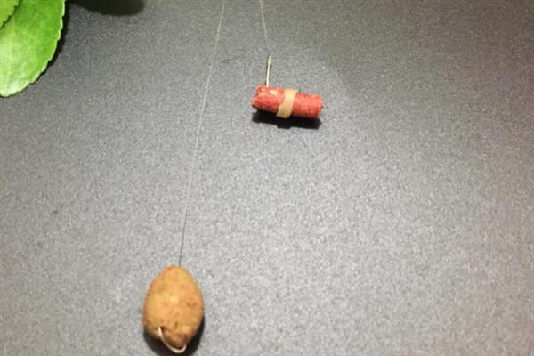 用红虫颗粒窝料打窝要不要泡发，泡发后更方便使用