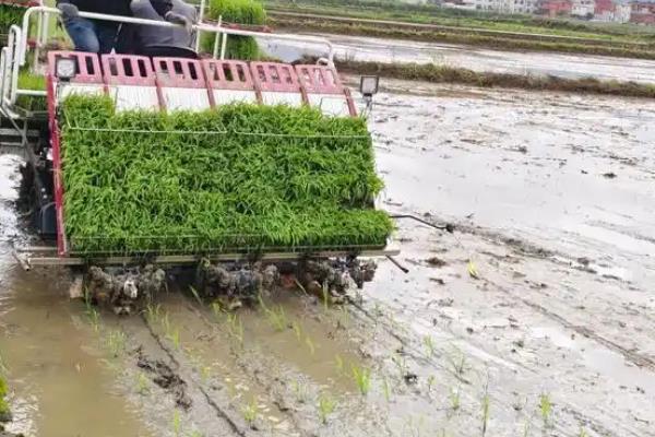 水稻的种植和收获时间，不同地区的种植和收获时间不同