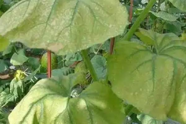 甜瓜炭疽病的防治技术，在种植中要加强管理工作