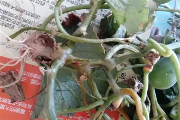 甜瓜炭疽病的防治技术，在种植中要加强管理工作