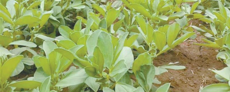在湖边种植蚕豆有什么益处，以优化土壤为主