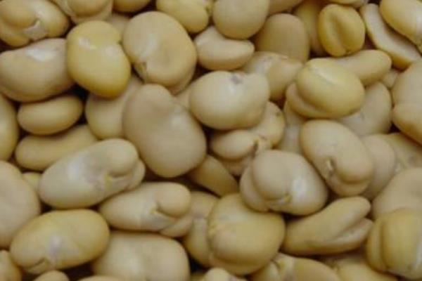 在湖边种植蚕豆有什么益处，以优化土壤为主