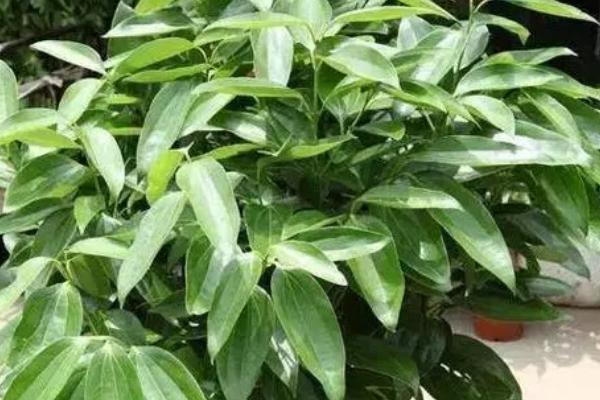 平安树适合养一颗还是一对，全凭个人喜好而定