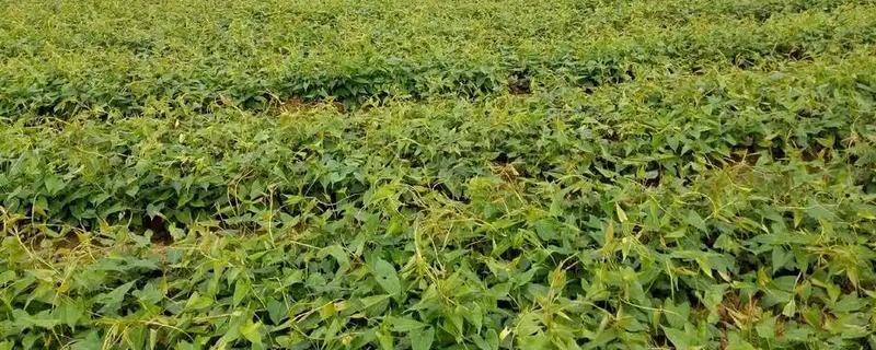 哪些中药材有较好的种植前景，白芨、黄芪、甘草等品种的市场需求较大