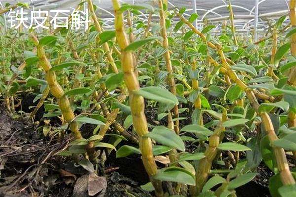哪些中药材有较好的种植前景，白芨、黄芪、甘草等品种的市场需求较大