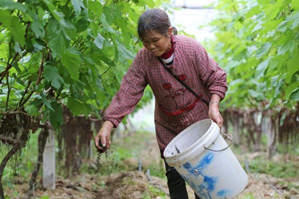 葡萄怎么管理才能多结果，在生长期间进行合理的浇水