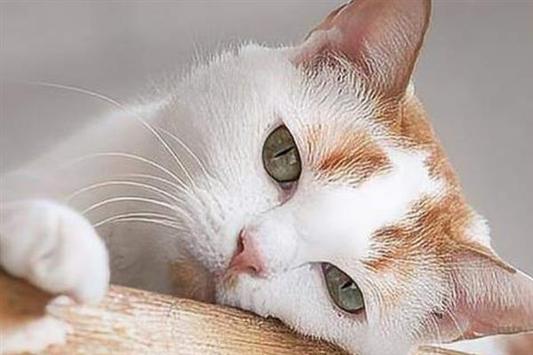 母猫半夜叫很凄惨的原因，可能是发情导致的