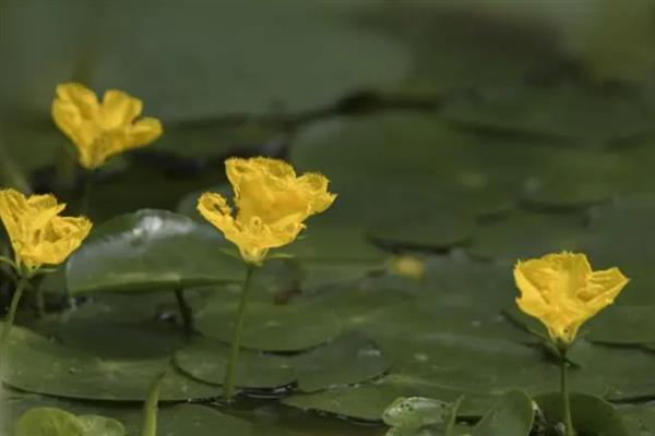 荇菜简介，属于多年生浅水性植物