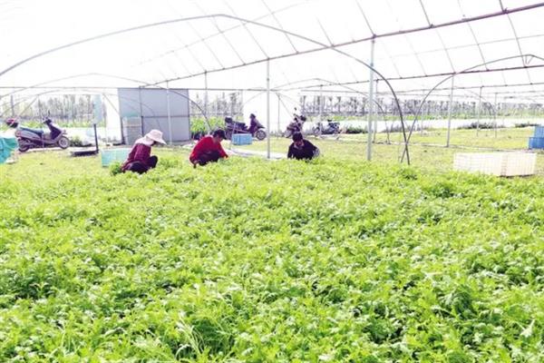 小叶茼蒿能多次采摘吗，一般可以采摘三次左右