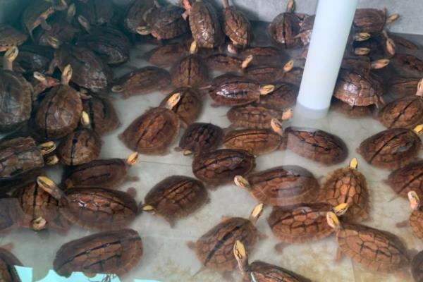 金钱龟苗怎么养殖，定时定量投喂饲料