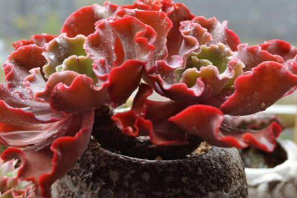 高砂之翁叶子软了怎么解决，可考虑移置到阳光充足的环境中养护