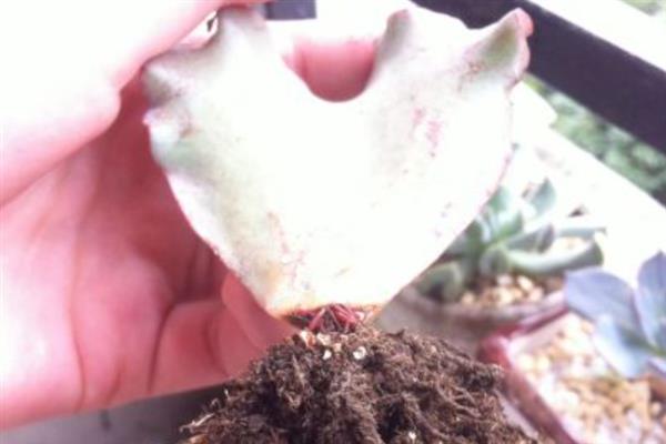 高砂之翁叶子软了怎么解决，可考虑移置到阳光充足的环境中养护