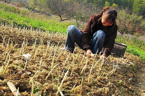 怎么种植藏红花，播种前结合耕翻施足底肥
