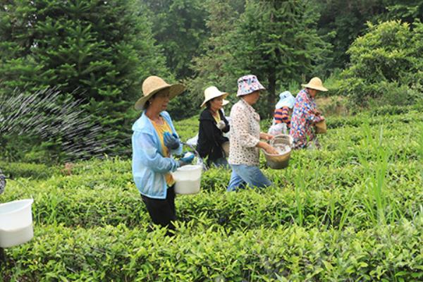 夏季茶园防干旱的方式，需加强肥培管理