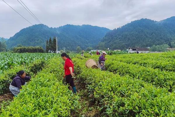 夏季茶园防干旱的方式，需加强肥培管理