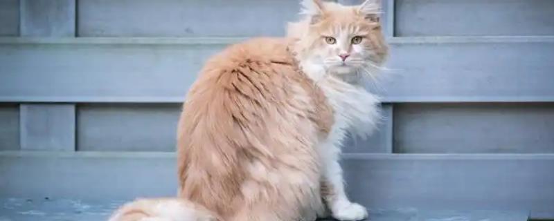 患上咽炎的猫咪有何症状，常见流口水、呕吐等情况