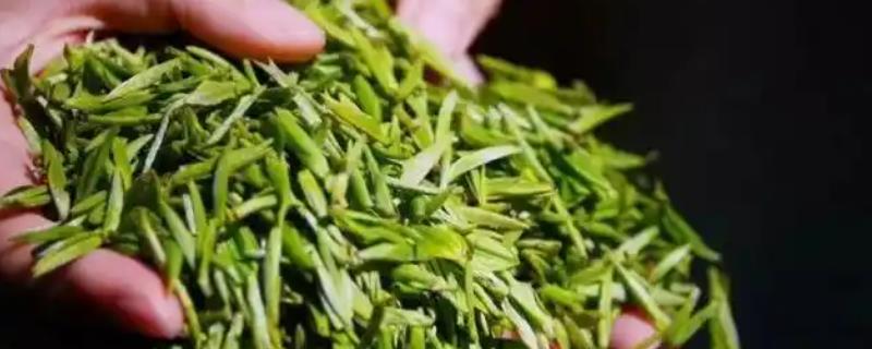 南京雨花茶属于哪种茶，是一种绿茶也是我国的名茶