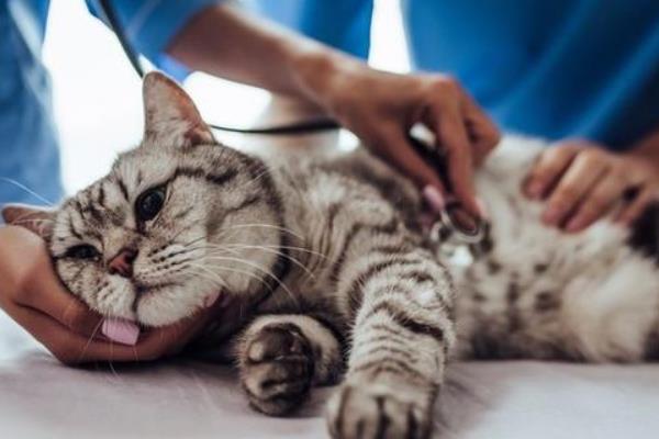 患上咽炎的猫咪有何症状，常见流口水、呕吐等情况