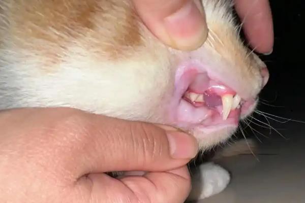 患上咽炎的猫咪有何症状，常见流口水、呕吐等情况