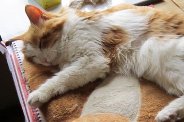 患上咽炎的猫咪有何症状，常见流口水、呕吐等情况