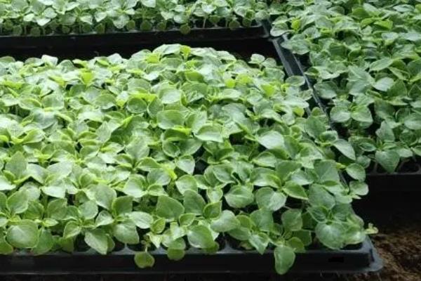非洲凤仙花的栽培管理技术，通常于春季3-4月播种
