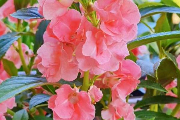 非洲凤仙花的栽培管理技术，通常于春季3-4月播种