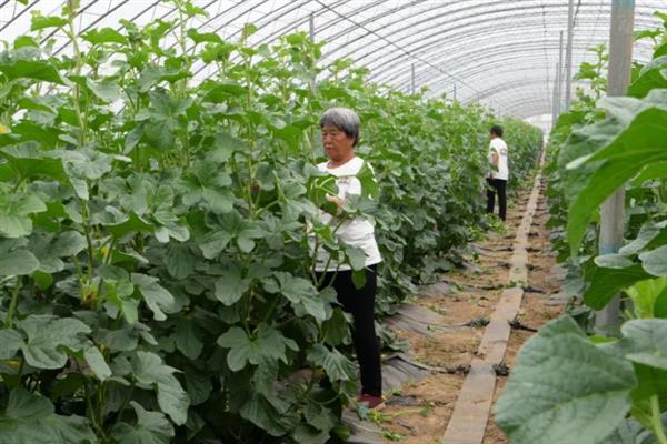 大棚甜瓜的肥料管理方法，幼苗期时可以结合喷药进行叶面追肥