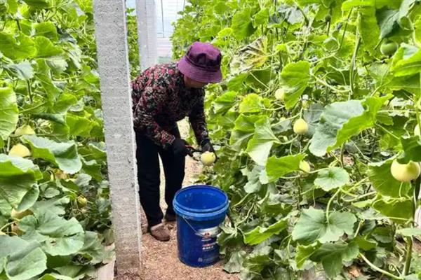 大棚甜瓜的肥料管理方法，幼苗期时可以结合喷药进行叶面追肥