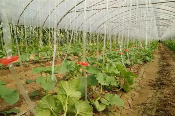 大棚甜瓜的肥料管理方法，幼苗期时可以结合喷药进行叶面追肥