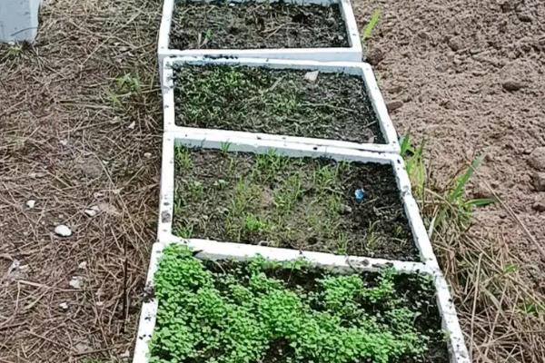 茴香的收获时间，5-6月份和9-10月份均可收获