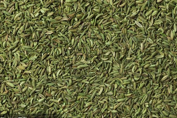 茴香的收获时间，5-6月份和9-10月份均可收获