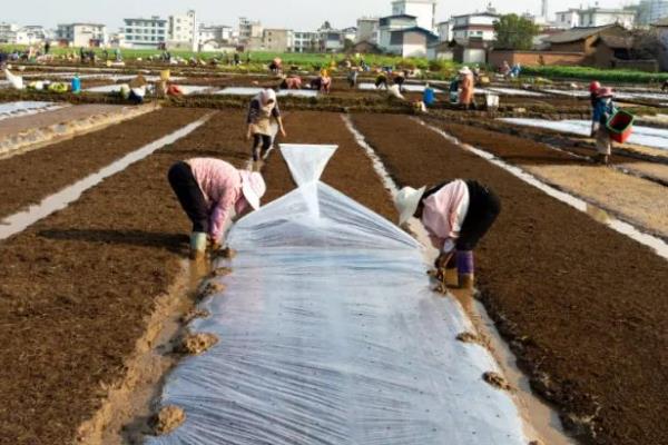 茴香的收获时间，5-6月份和9-10月份均可收获