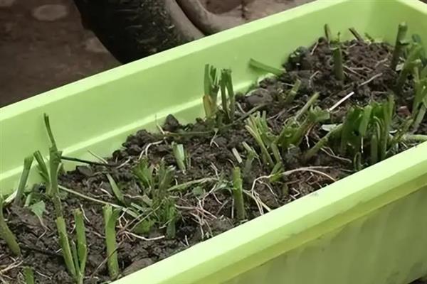 如何养殖韭莲，每隔2-3个月追施一次肥料