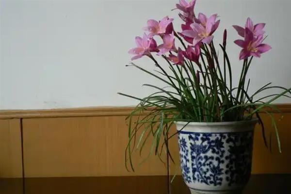 如何养殖韭莲，每隔2-3个月追施一次肥料