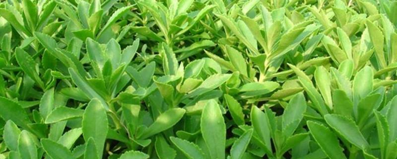 高钙菜种子怎么挑选，选择颗粒饱满、光泽度高的