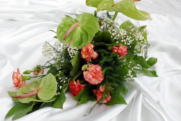 红掌的花语是什么，寓意大展宏图、热情等