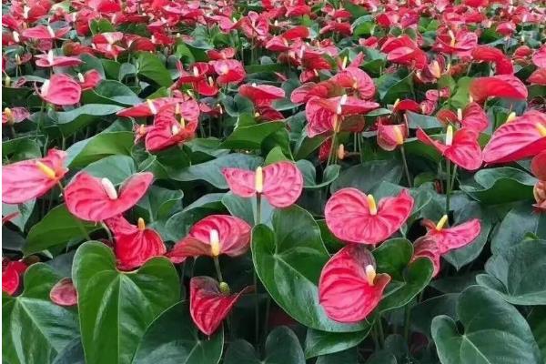 红掌的花语是什么，寓意大展宏图、热情等