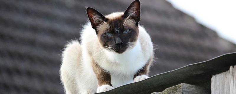 被猫咬了怎么办，需要立刻清理伤口
