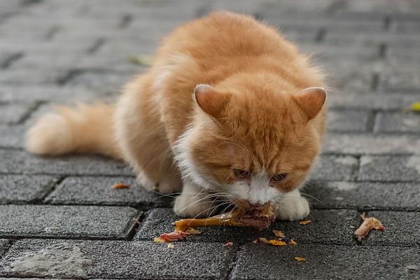 被猫咬了怎么办，需要立刻清理伤口