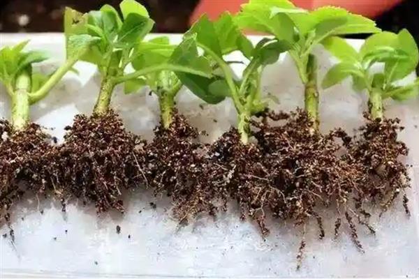 高钙菜种子怎么挑选，选择颗粒饱满、光泽度高的