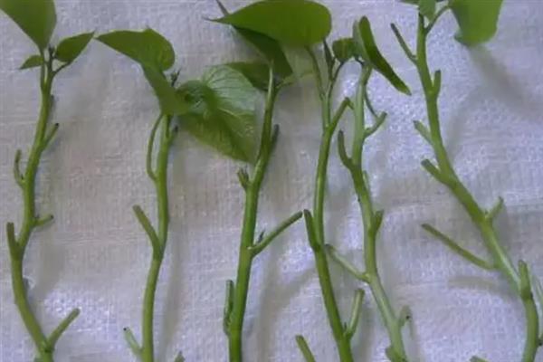 高钙菜种子怎么挑选，选择颗粒饱满、光泽度高的