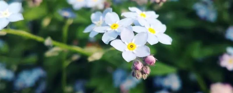 春天能否播种勿忘我，播种后可以发芽生长